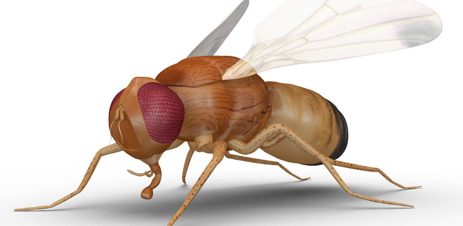 NOVA climate change entomology in the north.jpg