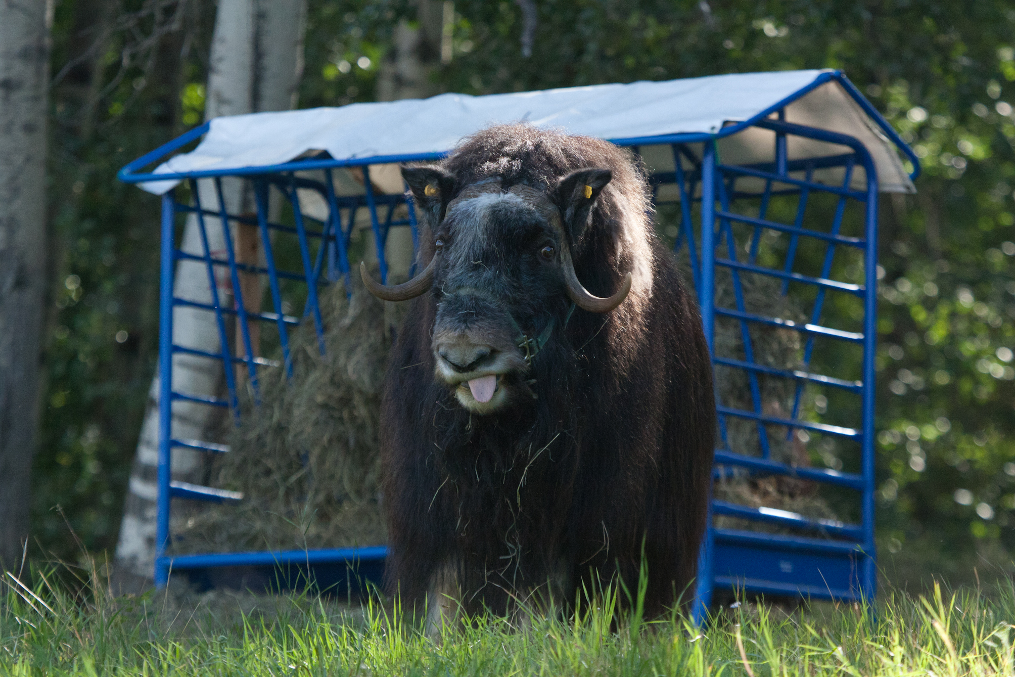 One of the muskox cows that was part of our study, Yakutia.