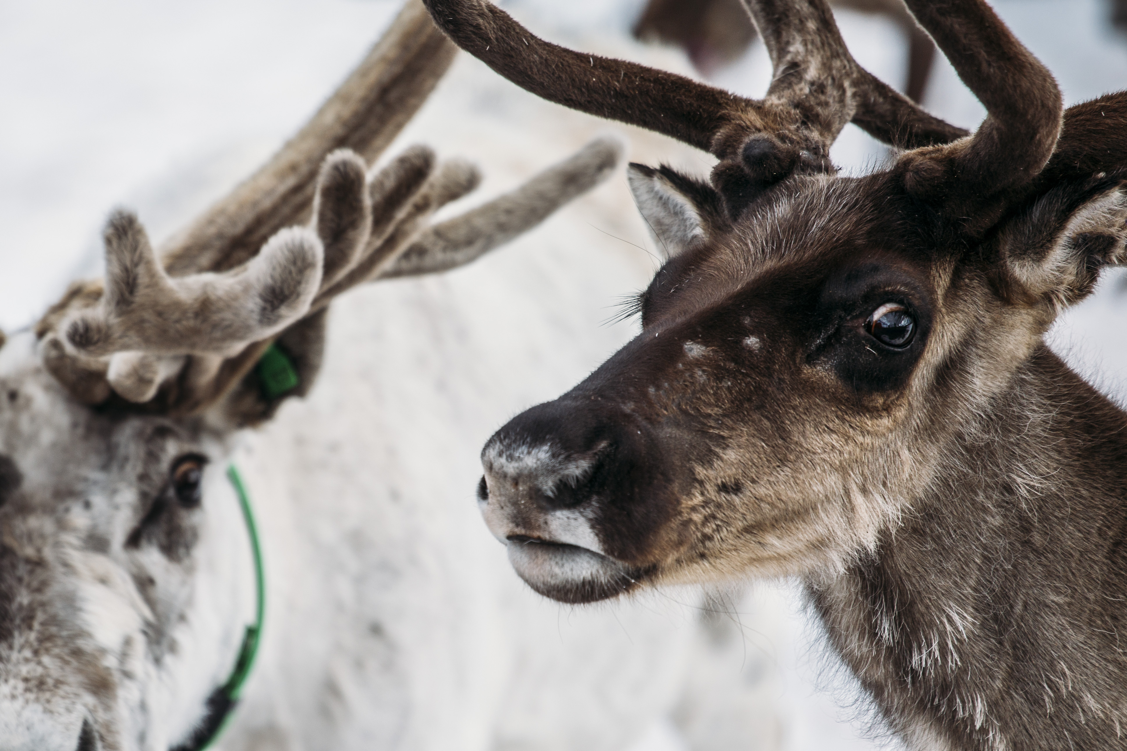 Portrait Of Norwegian Reindeer 9USKM6B