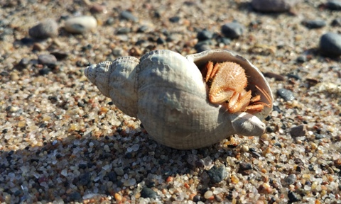 White Sea Gzelenova3