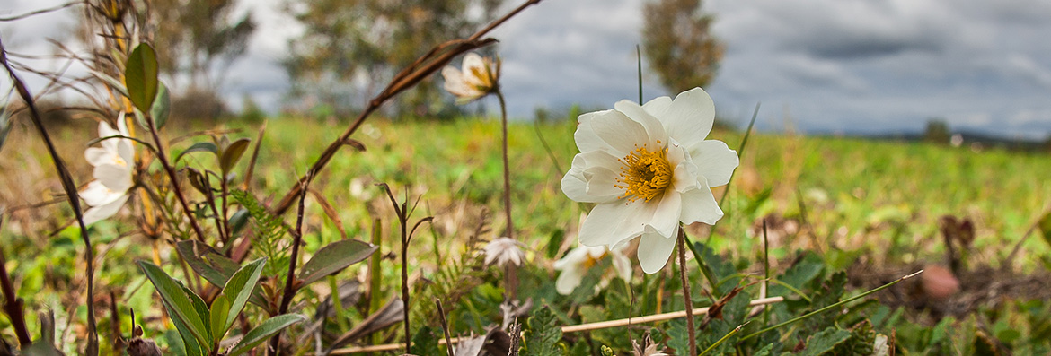 CAS 2025 Banner Veli Kouri