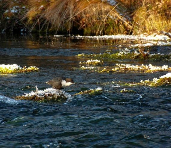 Photo: Jonna Saari. "Dipper at work."