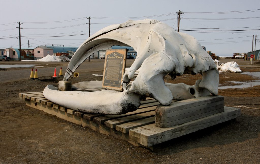 Bowhead Whale Skull In Utqiagvik (Travelingotter Via Creativecommons)
