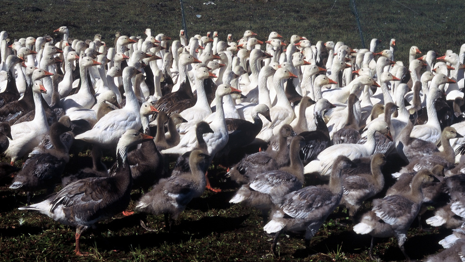 Snow geese flock near the coast of Hudson Bay, northern Manitoba 