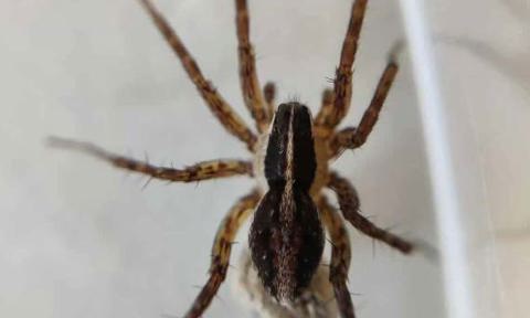 Testimonial Nynne Hove Olsen Alexander Paick Moelbach Nielsen